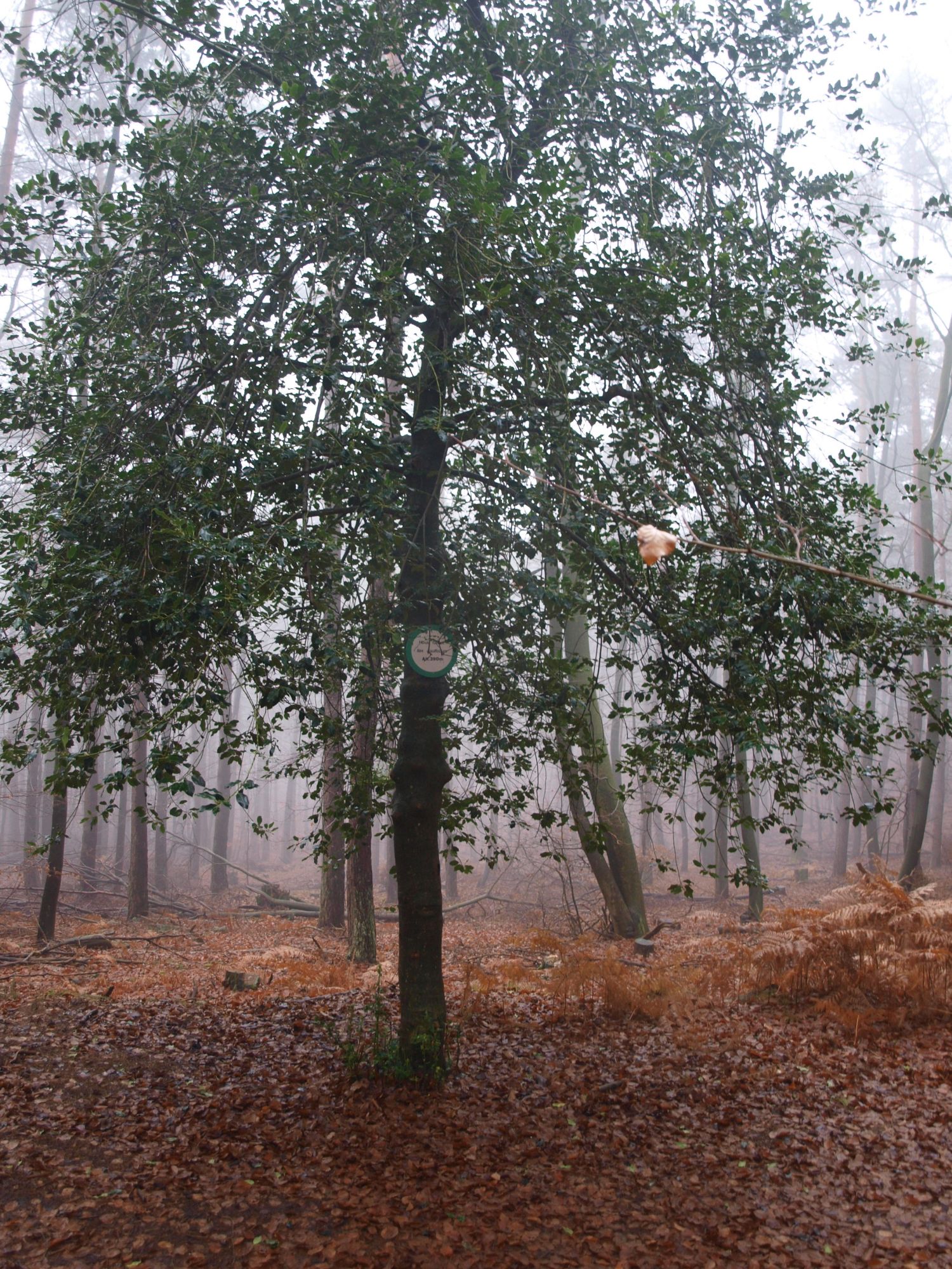 repère du sentier forestier sur un arbre