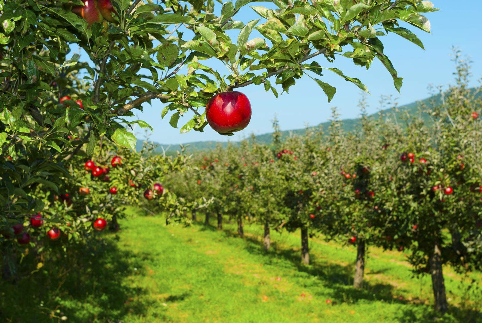 Arbre fruitier